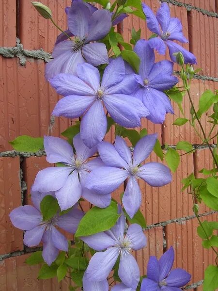 Клематис мисс чолмонделей фото и описание Clematis Mrs. Cholmondeley by MarijaSpan