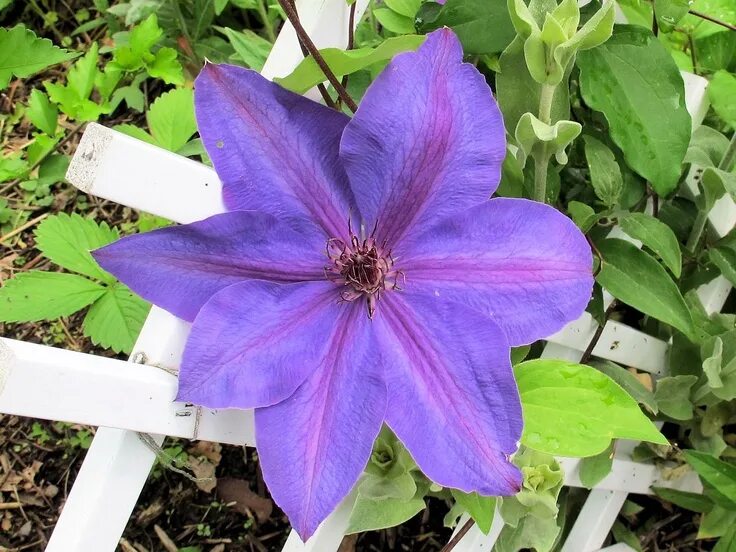 Клематис мисс чолмонделей фото и описание Unidentified Blooming Plants: Garden Bloggers Bloom Day June 2012 Blooming plant