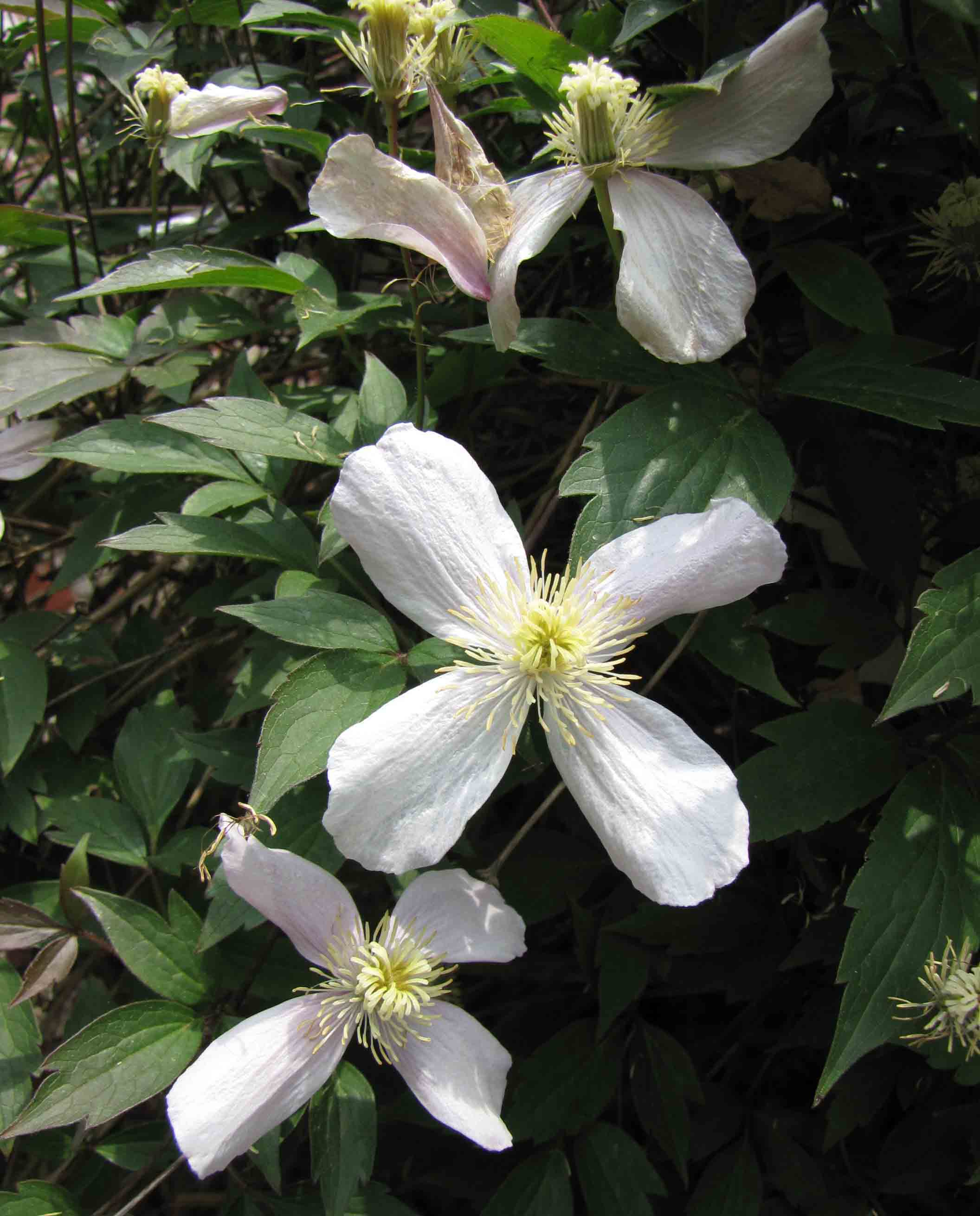 Клематис монтана фото File:粉 花 繡 球 藤 Clematis montana v rubens -比 利 時 國 家 植 物 園 Belgium National Botan