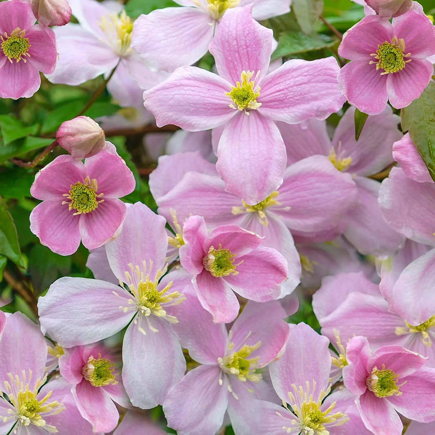 Клематис монтана фото Clematis Fragrant Spring Shrub For Sale 113