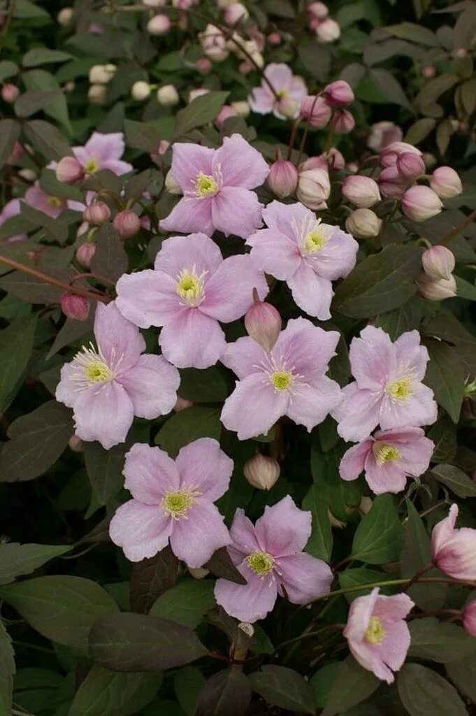 Клематис монтана фото Clematis montana 'Mayleen' Lens Roses
