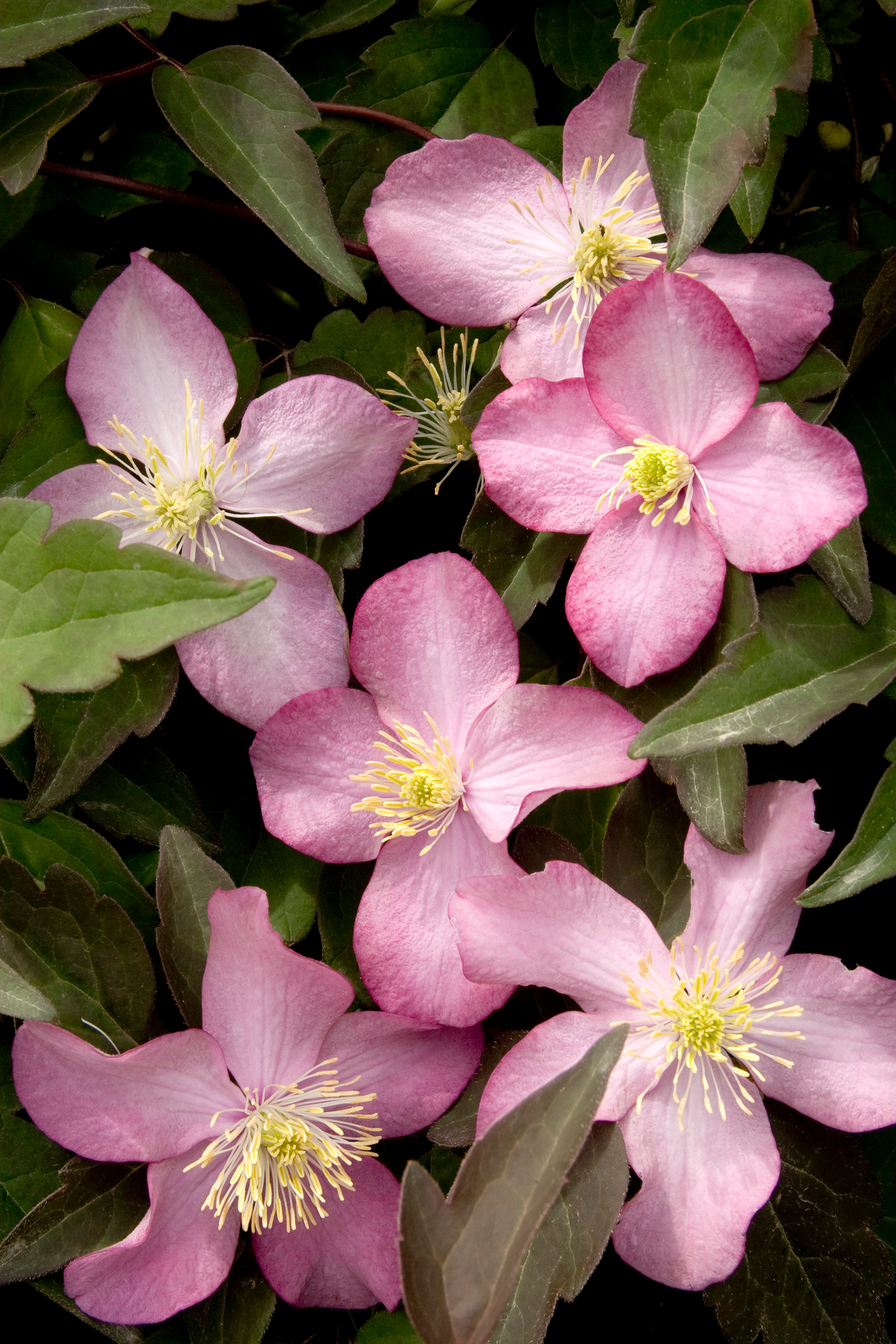 Клематис монтана фото Freda Anemone Clematis Clematis, Fast growing vines, Clematis vine