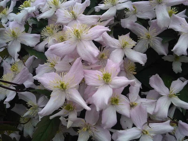Клематис монтана фото File:Clematis montana - London 2.jpg - Wikimedia Commons
