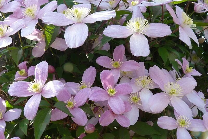 Клематис монтана фото Pin by Katja Ovaska on kukkais Clematis montana, Clematis, Plants