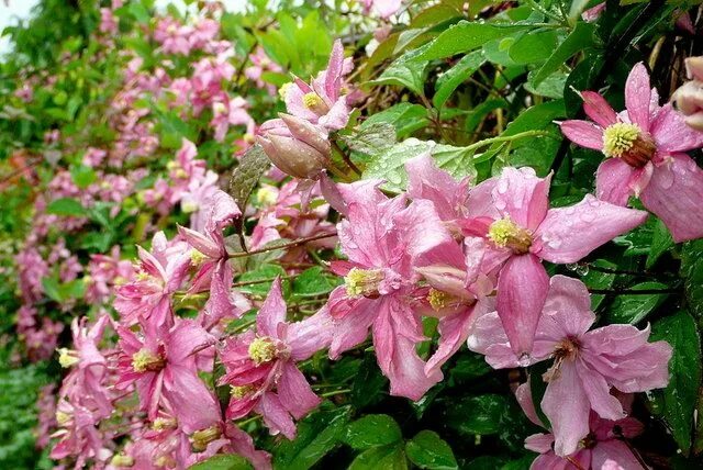 Клематис монтана фото Clematis 'Broughton Star' Clematis montana, Flower pot garden, Bulb flowers