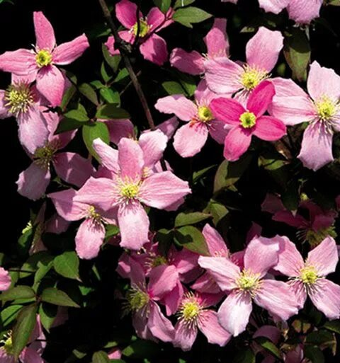 Клематис монтана фото Montana Freda Clematis, Flowers, Freda