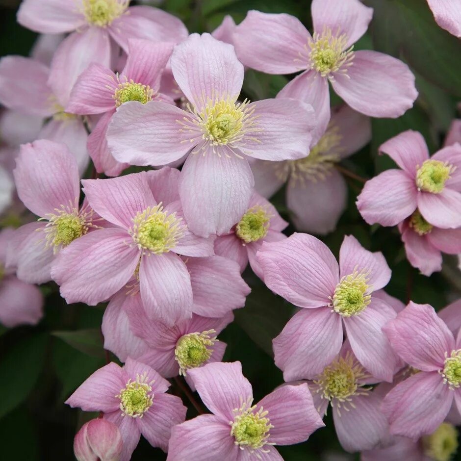 Клематис монтана фото Buy clematis (group 1) ( syn rubens ) Clematis montana var. montana: £ 12.99 Del