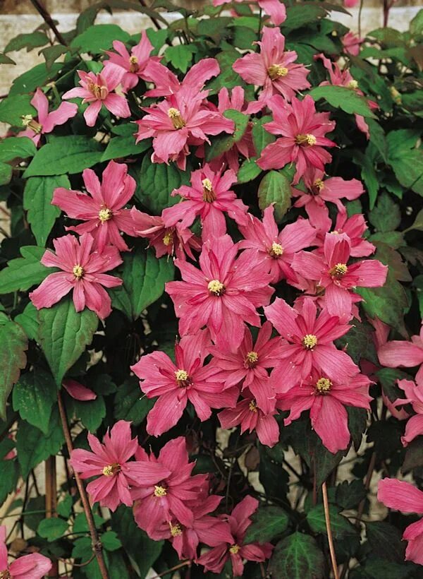 Клематис монтана фото clematis-montana-broughton-star Clematis vine, Clematis, Clematis montana