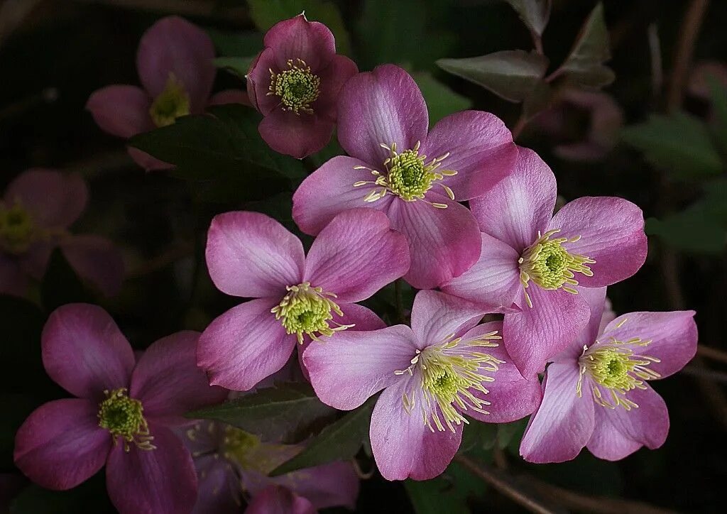 Клематис монтана фото C. montana var. rubens 'Elizabeth' - with pale pink flowers Clematis montana, Cl