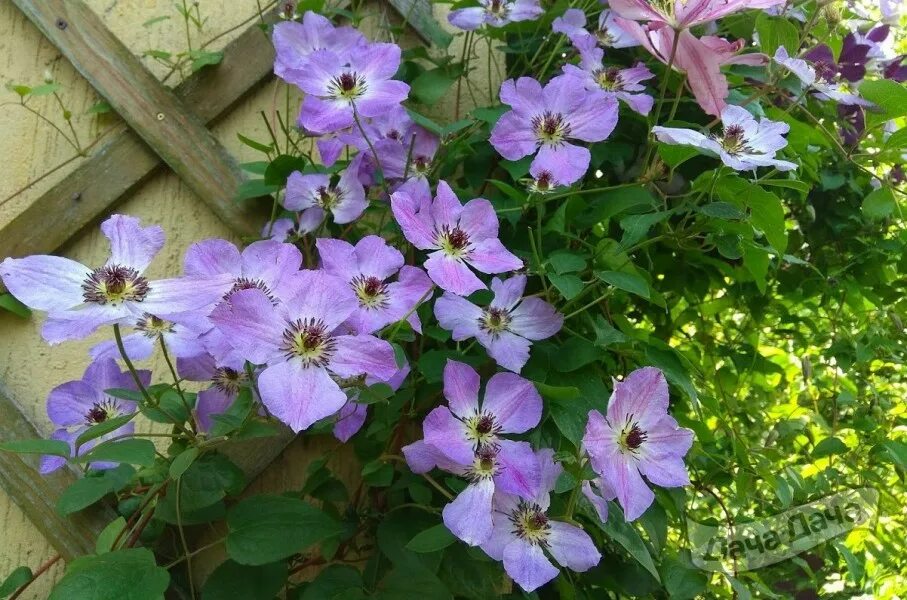 Клематис морнинг скай фото Купить Клематис Морнинг Скай (Clematis Morning Sky) - описание сорта, фото, саже