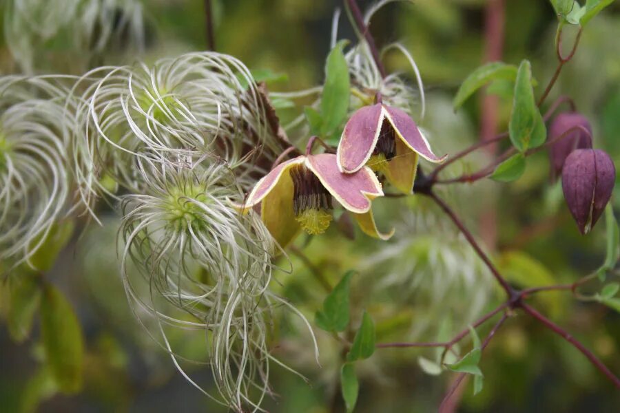 Клематис мой ангел фото Clematis tangutica 'My Angel' - Clematis Herian