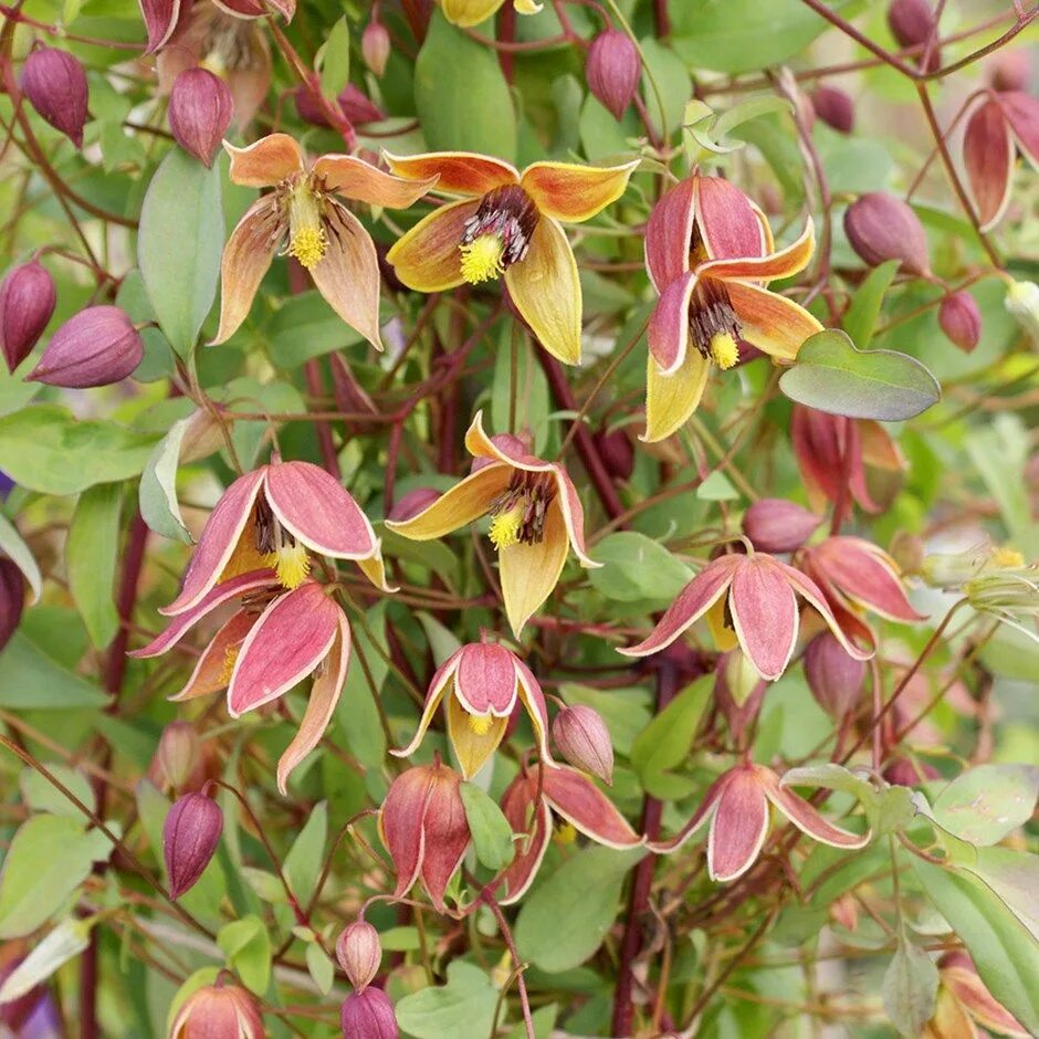 Клематис мой ангел фото Buy clematis (group 3) (syn. Clematis tangutica My Angel) Clematis 'My Angel (PB