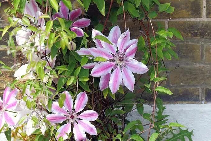 Клематис мозер фото и описание How to Grow and Care for Clematis Gardener's Path Clematis for shade, Clematis, 