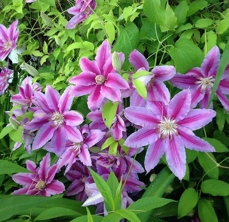 Клематис мозер фото и описание 9 самых частых вопросов о клематисах Clematis vine, Clematis, Clematis nelly mos