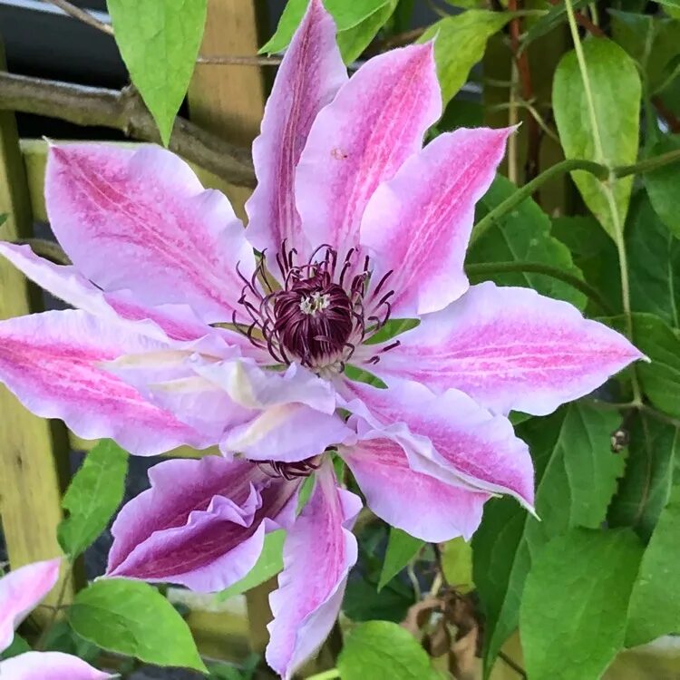 Клематис мозер фото и описание Clematis 'Nelly Moser', Clematis 'Nelly Moser' - uploaded by @jendren