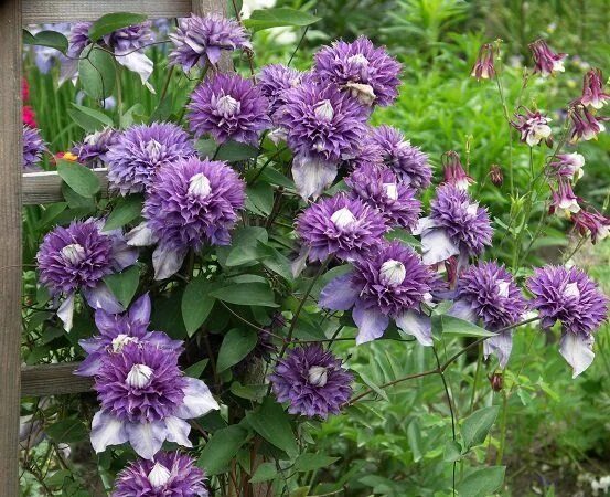Клематис мульти блю фото Powojnik / Clematis MULTI BLUE Clematis, Plants, Blue