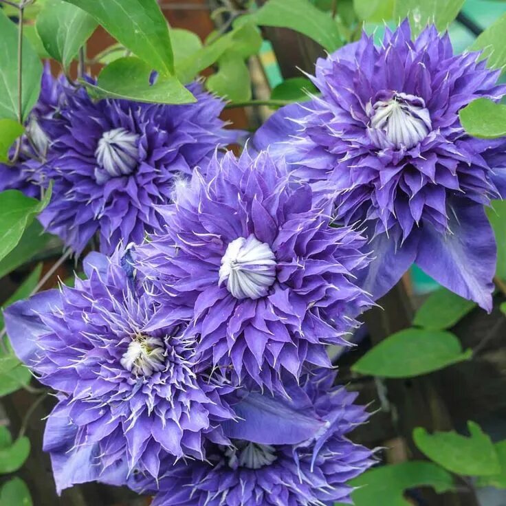 Клематис мульти блю фото Clematis Multi Blue Clematis, Clematis plants, Showy flowers