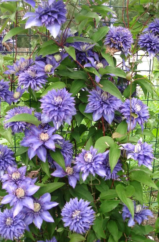 Клематис мульти блю фото Купить саженцы Клематис Мульти Блю (Multi Blue) в питомнике. Для сорта Клематис 