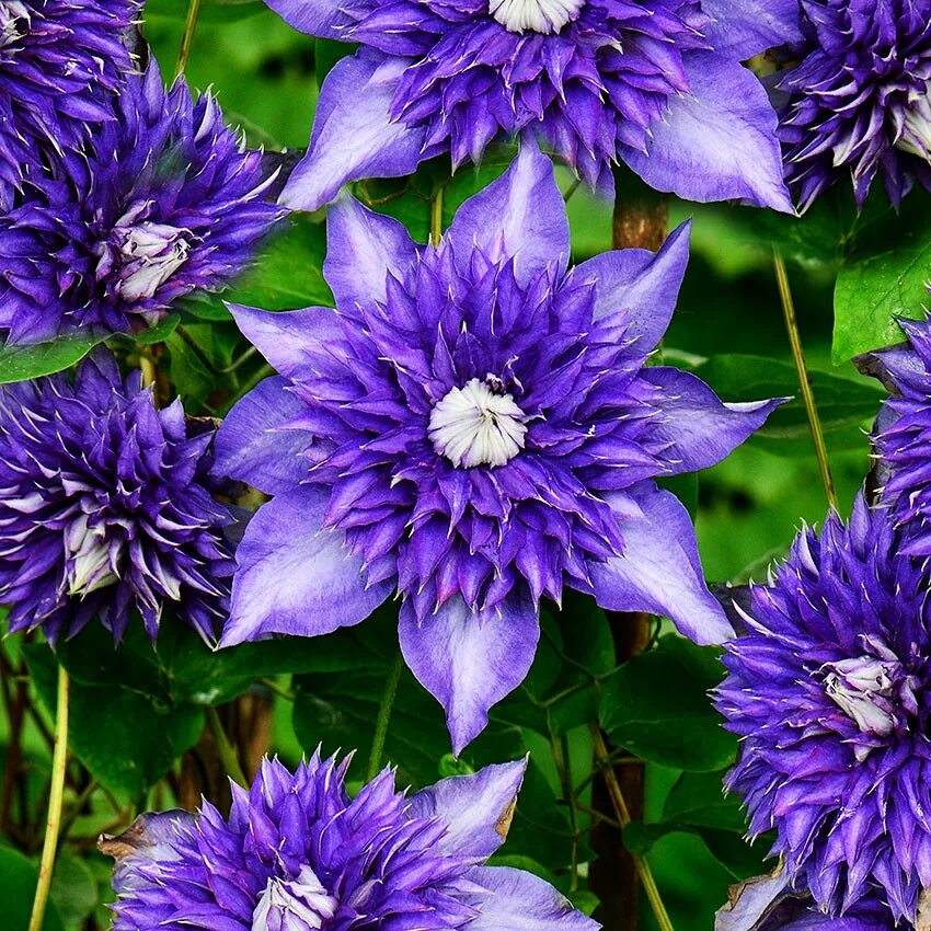 Клематис мульти блю фото Клематис Мульти Блю / Р9 / Clematis Multi Blue - Купить Недорого на Bigl.ua (148
