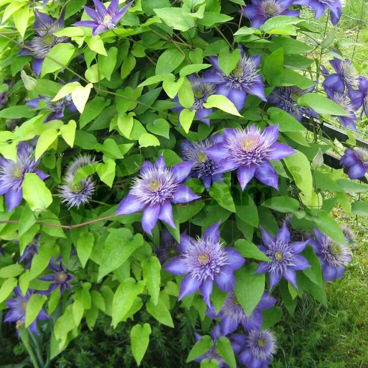 Клематис мульти блю фото Multi Blue Clematis - NEW! - Navy Blue Double Flower - 2.5" Pot Clematis plants,
