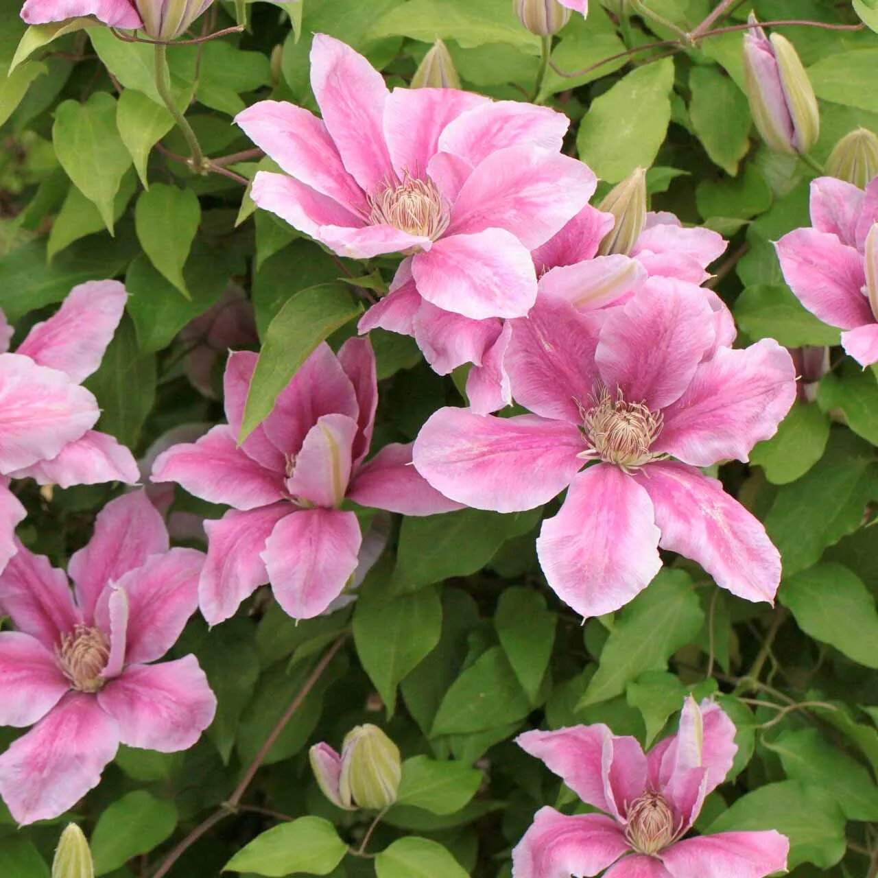 Клематис мульти пинк фото Clematis (Клематис) Pink Beauty P9. Остаток шт 3