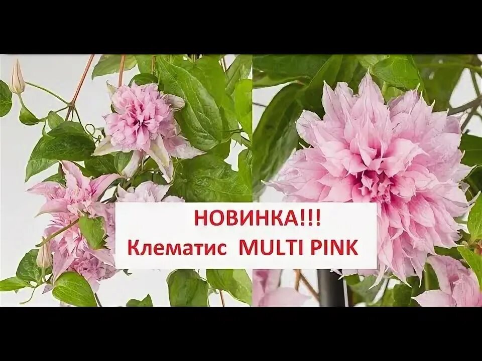 Клематис мульти пинк фото и описание НОВИНКА!!! Клематис MULTI PINK - YouTube