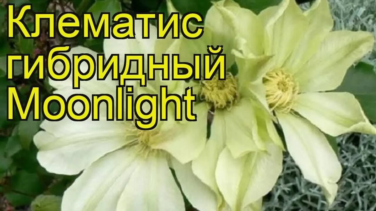 Клематис мунлайт фото Клематис гибридный Мунлайт. Краткий обзор, описание характеристик clematis Moonl