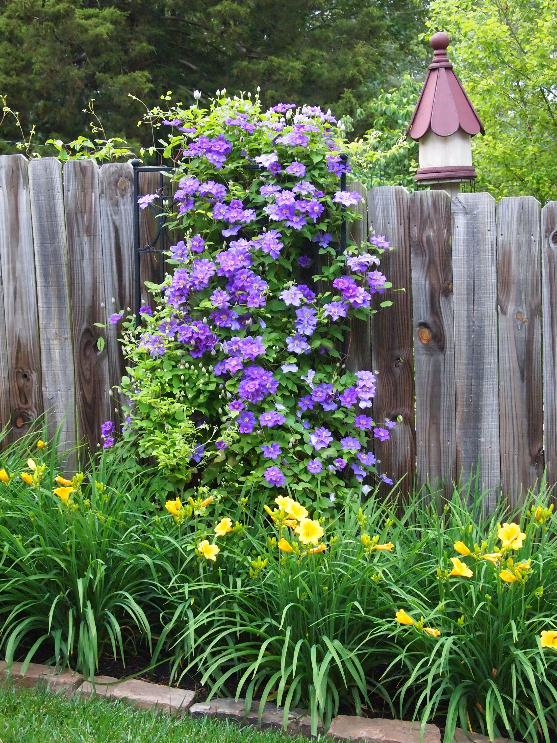 Клематис на даче фото East front fence with Stella D' Oro daylilies and Jackmanii clematis Backyard fe