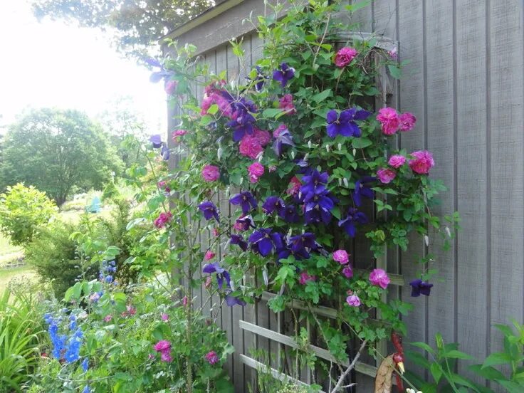 Клематис на даче фото June garden....purple Jackmanni clematis and John Cabot rose climbing the garden