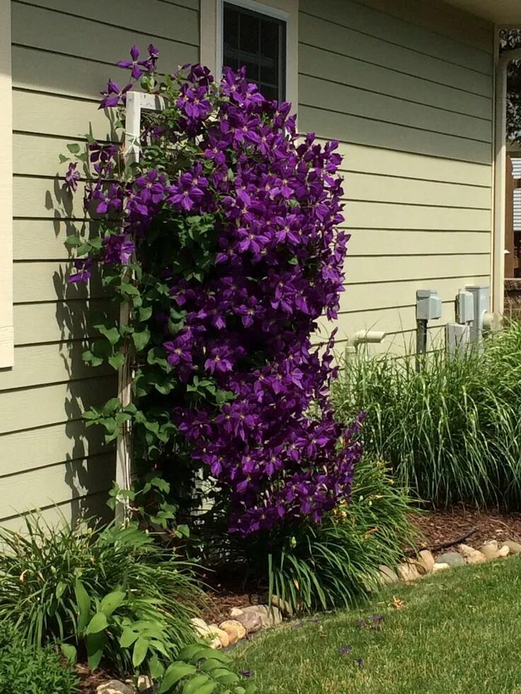 Клематис на даче фото A clematis on a screen door trellis. Backyard landscaping designs, Backyard land