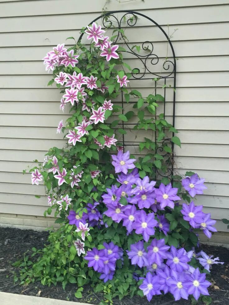 Клематис на даче фото Pin on Yard and Porch Backyard landscaping designs, Garden design, Clematis plan