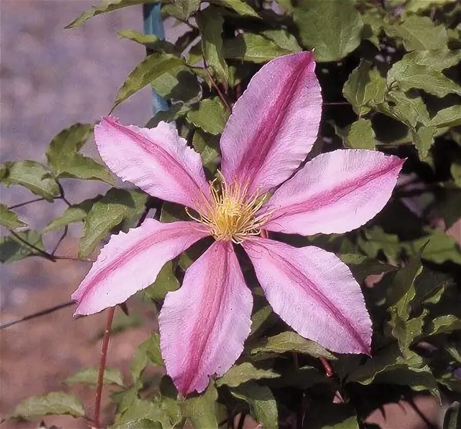 Клематис надежда фото Clematis 'Nadezhda'© Ken Woolfenden Clematis, Clematis vine, Vines