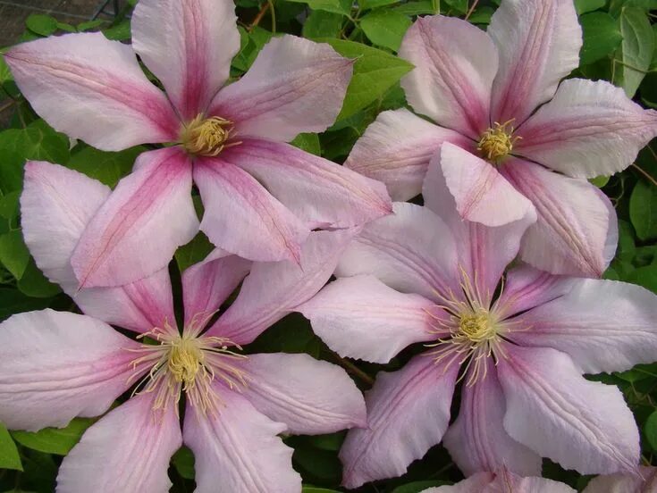 Клематис надежда фото Clematis Nadezhda is offered in a full gallon size with free shipping! It was br