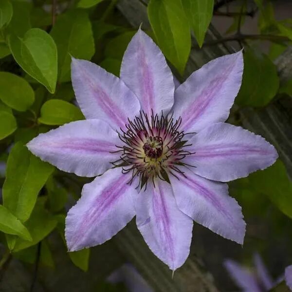 Клематис нелли фото Clematis seeds (100 count) Clematis flower, Clematis, Clematis plants