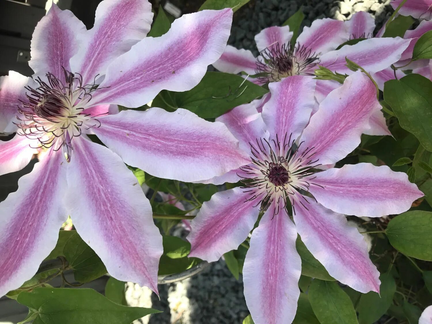 Клематис нелли фото Клематис гибридный Нелли Мозер (Clematis hybriden Nelly Moser) 5-6 л контейнер з