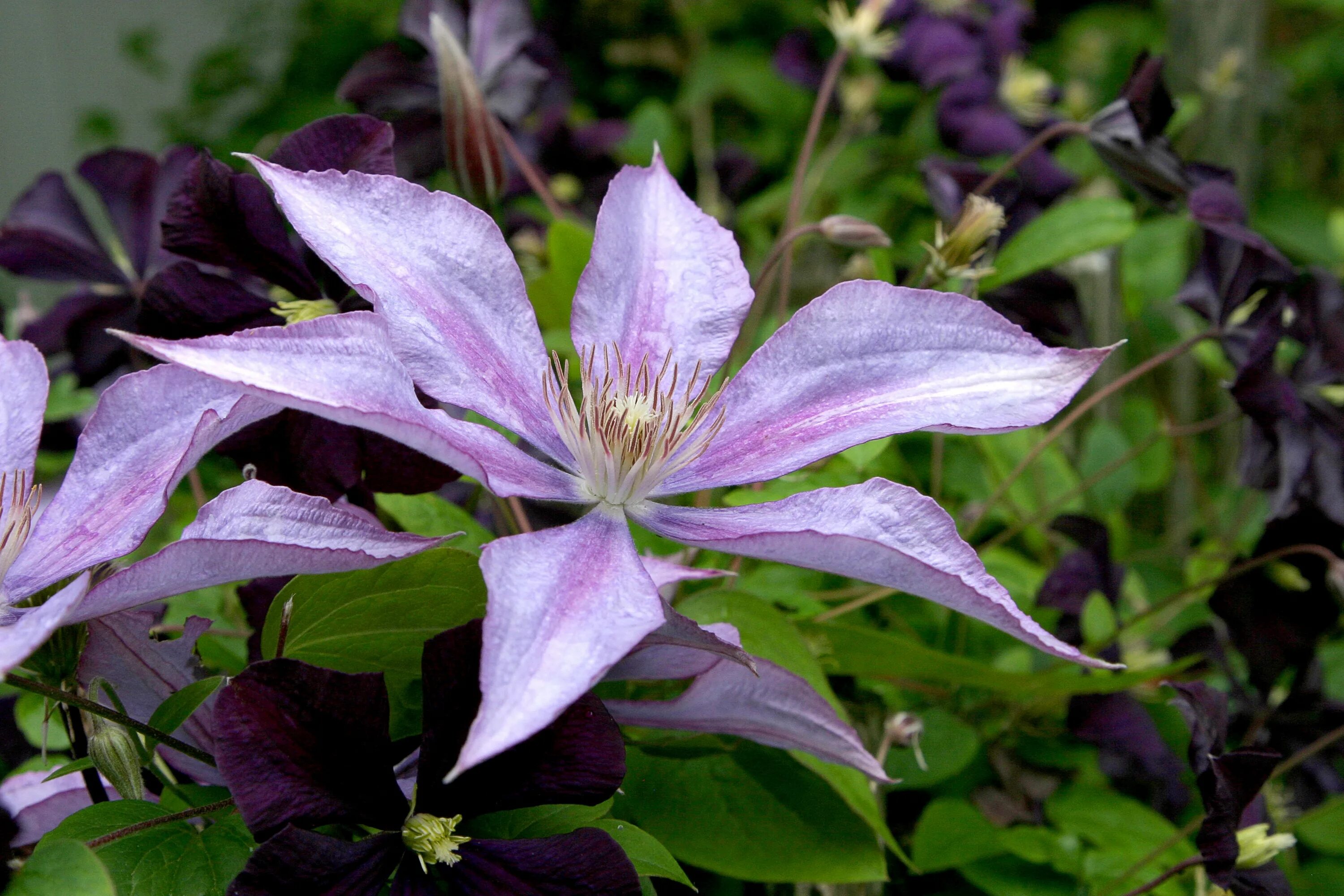 Клематис необи фото Flowers clematis and lavender free image download