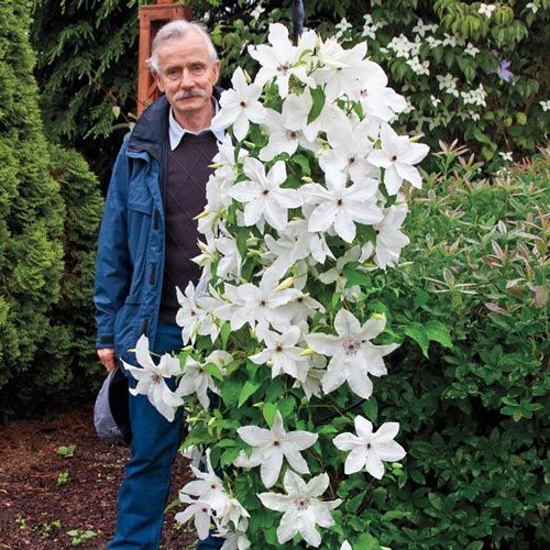 Клематис невеста фото и описание сорта Clematis Beautiful Bride Clematis, Flowers perennials, Landscape plans