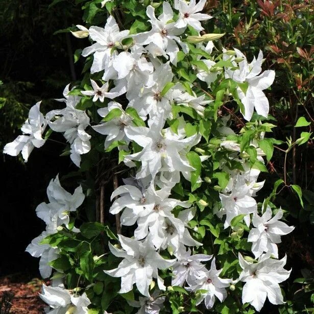 Клематис невеста фото и описание сорта Clematis Beautiful Bride - Clématite à fleurs immenses blanc pur, florifère et r