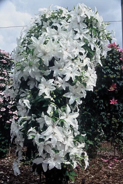 Клематис невеста фото и описание сорта Clematis Beautiful Bride Clematis plants, White gardens, Clematis
