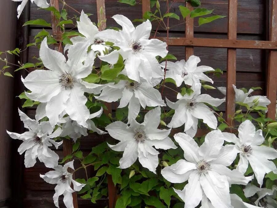 Клематис невеста фото и описание сорта Clematis Powojnik Beautiful Bride OGROMNY KWIAT C2 - 7669225924 - oficjalne arch