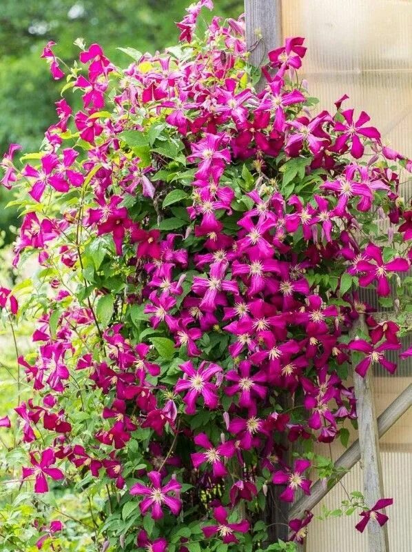 Клематис niobe фото и описание Pin by Helen Diggs on Ideas for the house Clematis, Plants, Garden