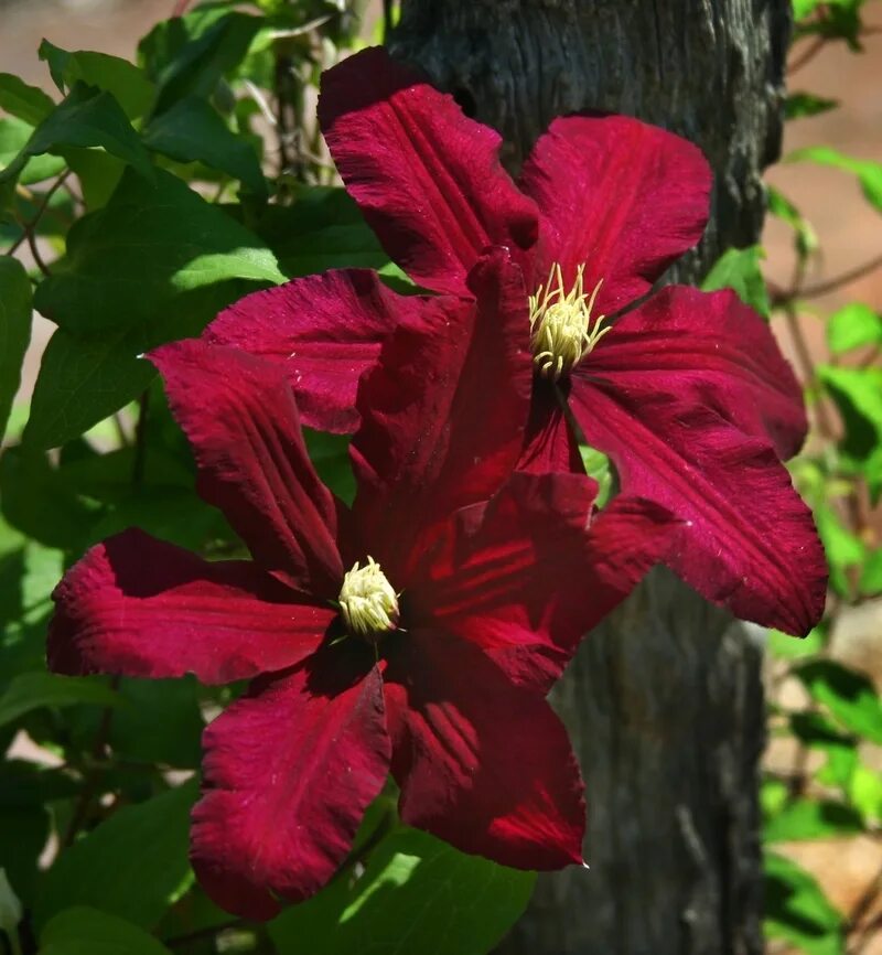 Клематис ниобе фото и описание сорта отзывы Клематис `Ниобе`, Clematis `Niobe` СадПарад