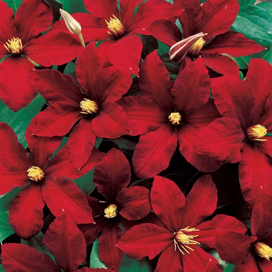 Клематис ниобе фото отзывы Niobe Clematis WS-22388 - $16.00 : Weseeds.com