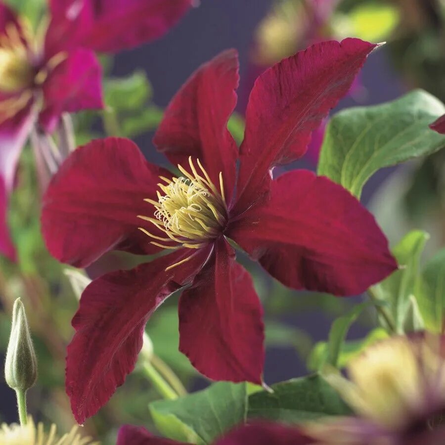 Клематис ниобе фото отзывы Bosrank (Clematis 'Niobe')