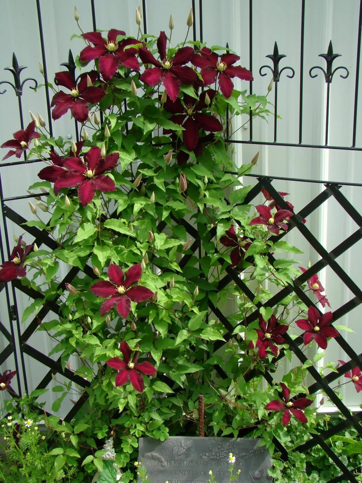 Клематис ниобе фото отзывы Image detail for -... trellis in front of the studio. I love this trellis - a gi
