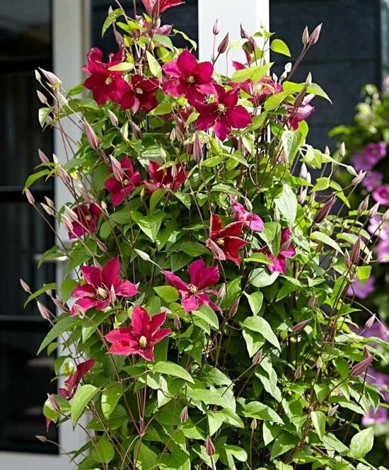 Клематис нубия фото и описание Clematis pflanzen und richtig pflegen: Einige wissenswerte Tipps! Clematis pflan