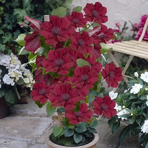 Клематис нубия фото и описание Patio Clematis Nubia(Tm) Boulevard(R) Evipo079(N) Clematis, Clematis trellis, Fl