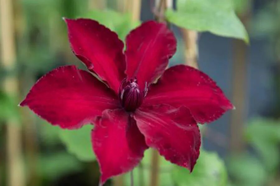 Клематис нубия фото и описание Clematis 'Nubia' TM Evipo 079 - Clematis Herian