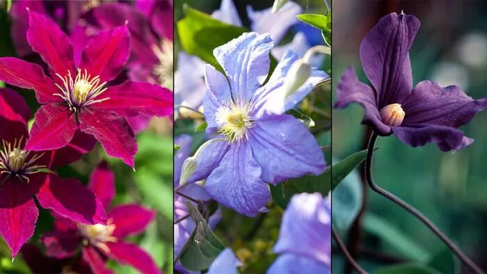 Клематис нубия фото и описание Top Clematis Varieties for Every Garden