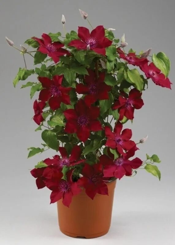 Клематис нубия фото и описание сорта Image result for NUBIA EVIPO clematis Summer Clematis, Garden, Summer garden